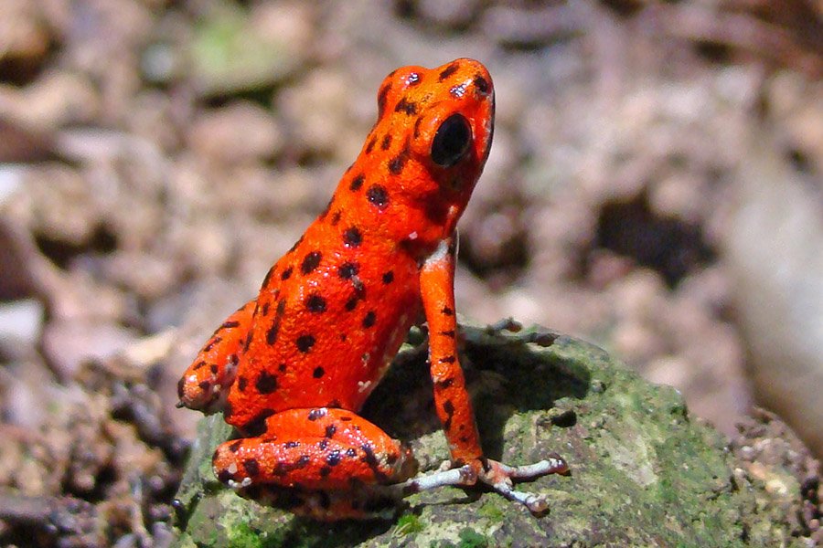 Amphibians - Dendrobates