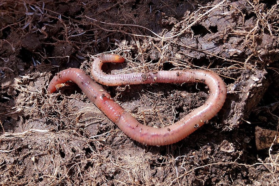 Annelids - Earthworm