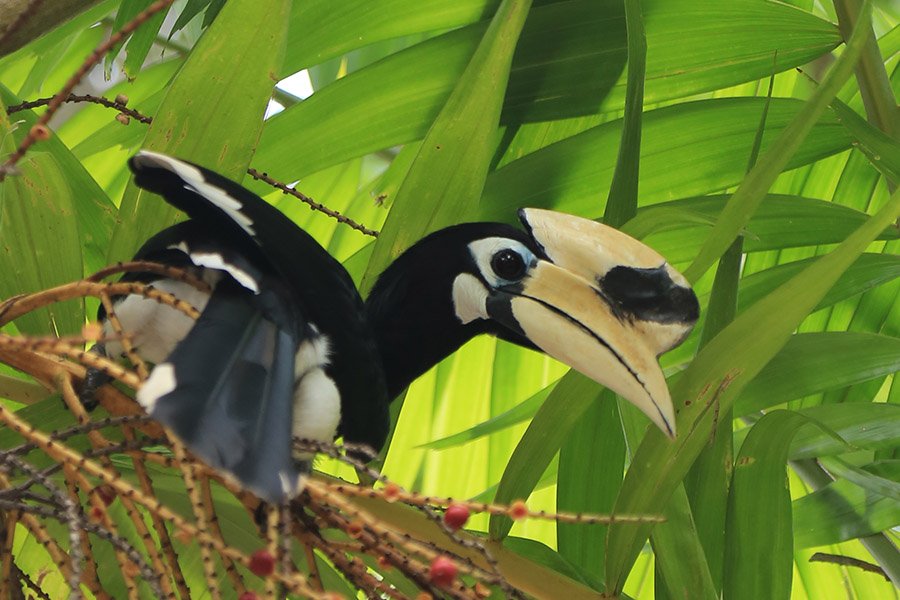 Birds - Hornbill