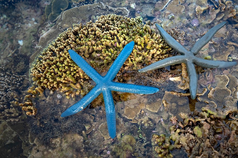 Echinoderms - Starfish