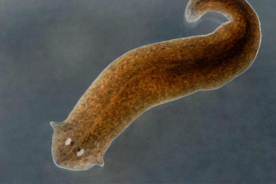 Flatworm - Planaria