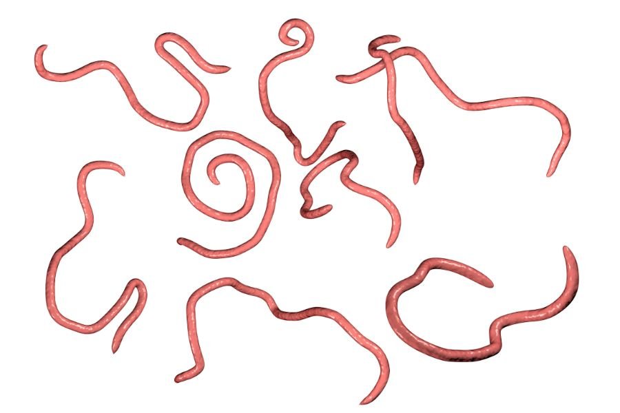 Nematodes - Roundworms