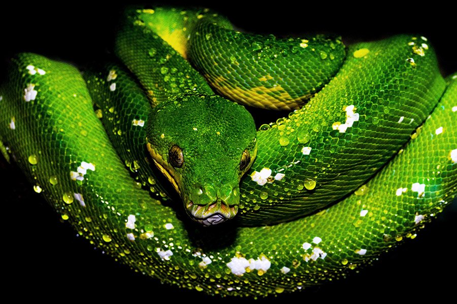 Reptiles - Green Tree Python