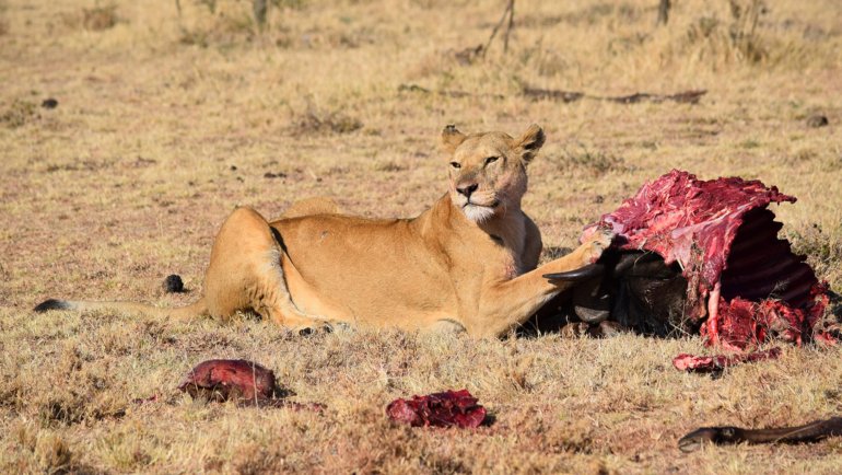 What do lions eat - Hero