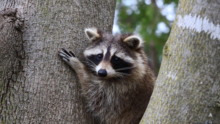 Do raccoons nest in trees - Hero