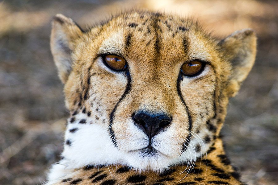 Cheetah face