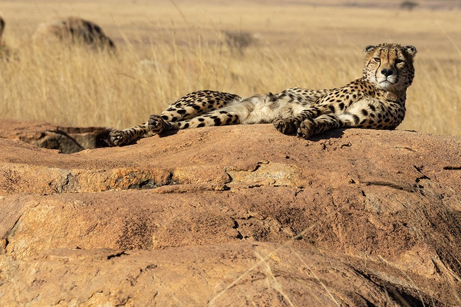 Cheetah resting on a rock