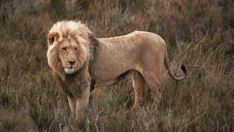 Lion fun facts
