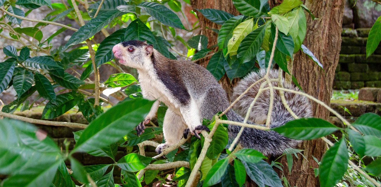 Meet The National Animal of Sri Lanka, The Grizzled Giant Squirrel