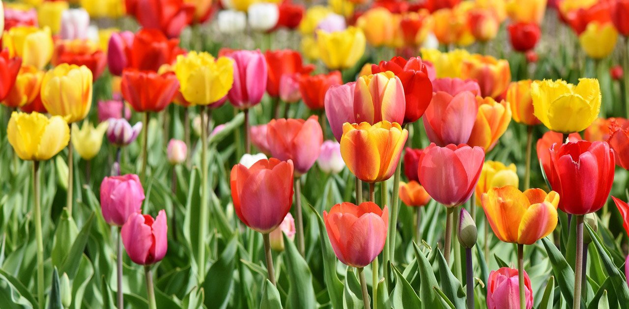 All About Turkey's National Flower: The Tulip