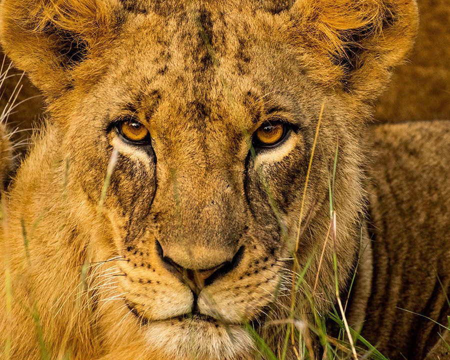 Lion face