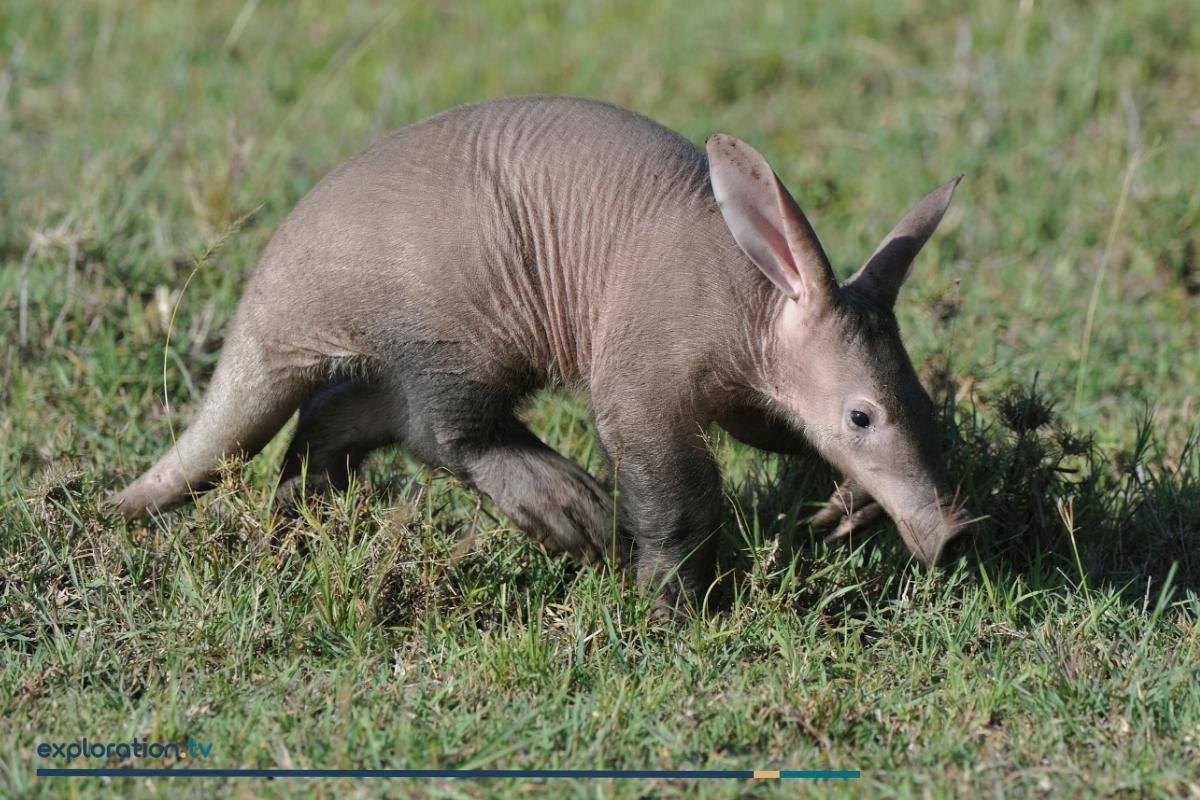 Aardvark