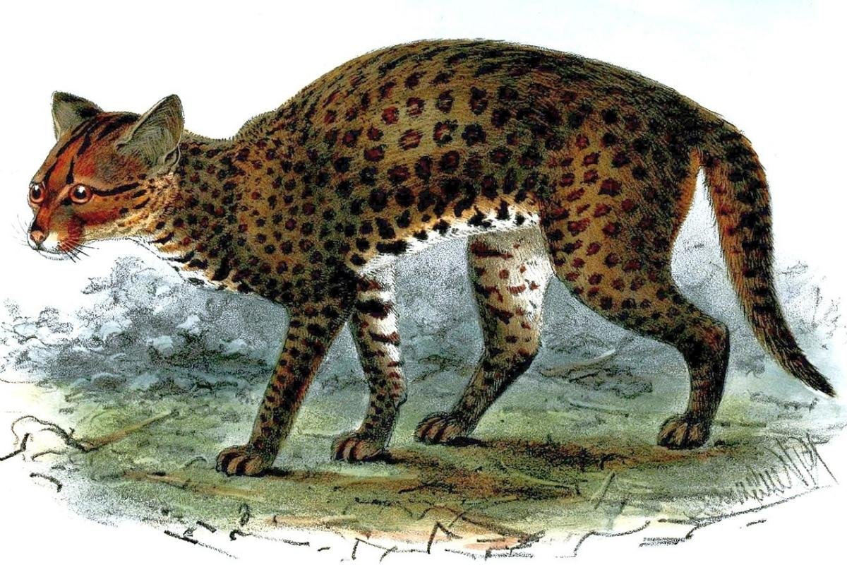 African Golden Cat