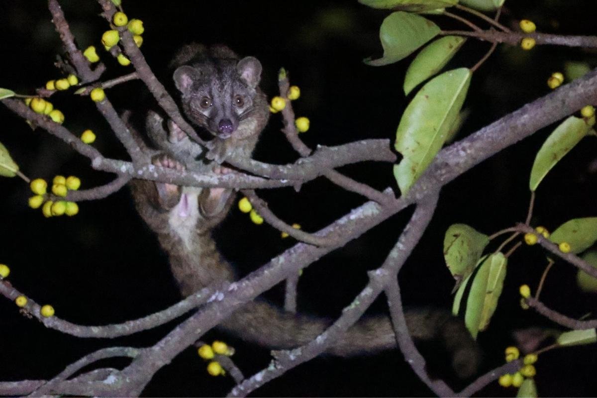 African Palm Civet