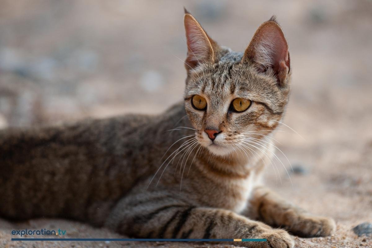 African Wildcat