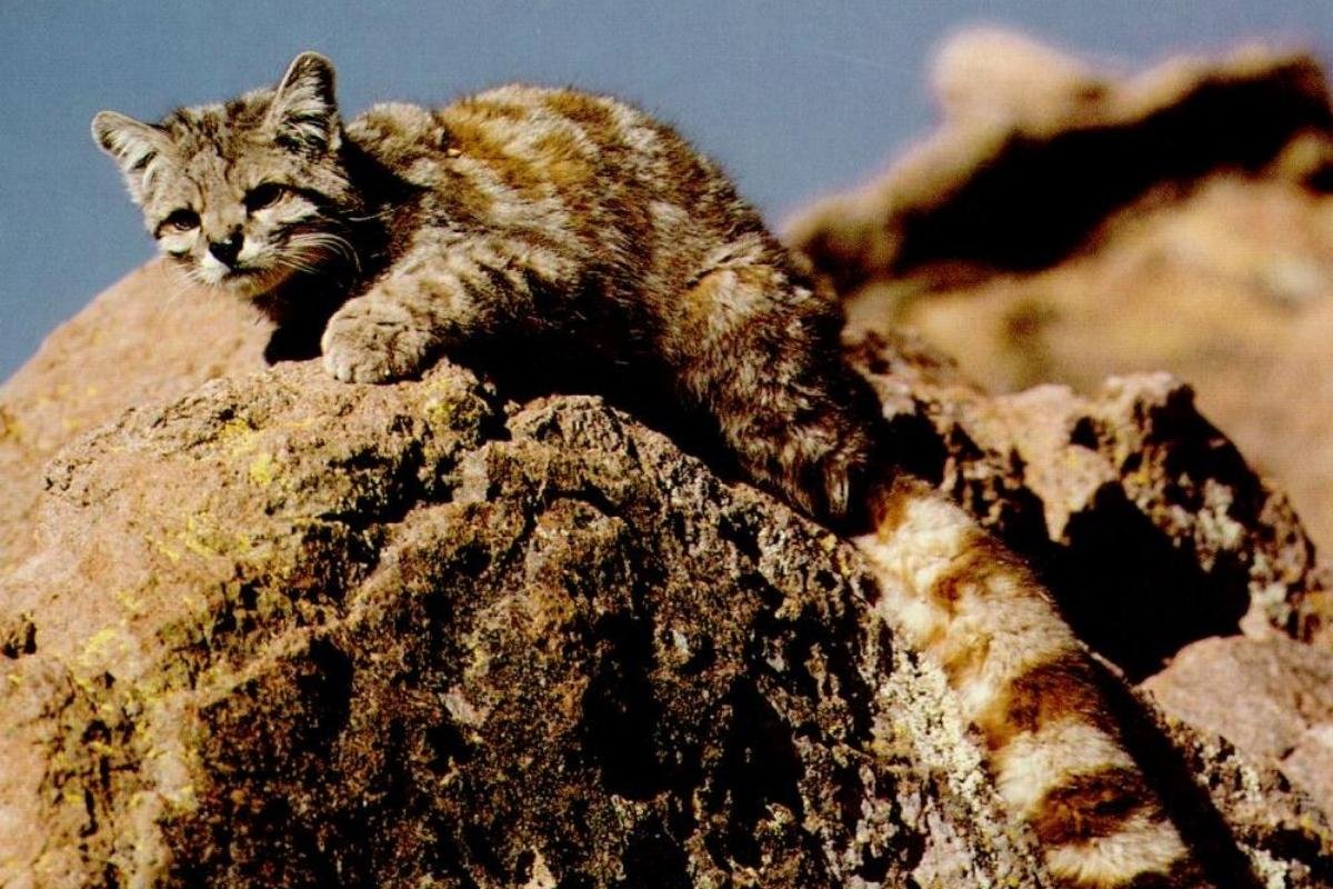 Andean Mountain Cat