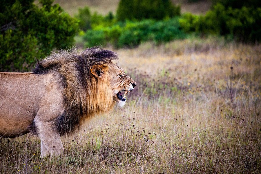 Angry lion