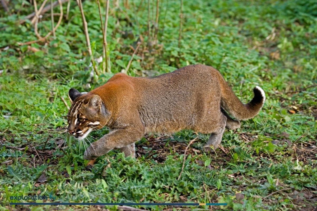 Asian Golden Cat