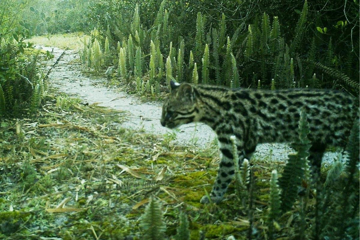 Atlantic Forest Oncilla