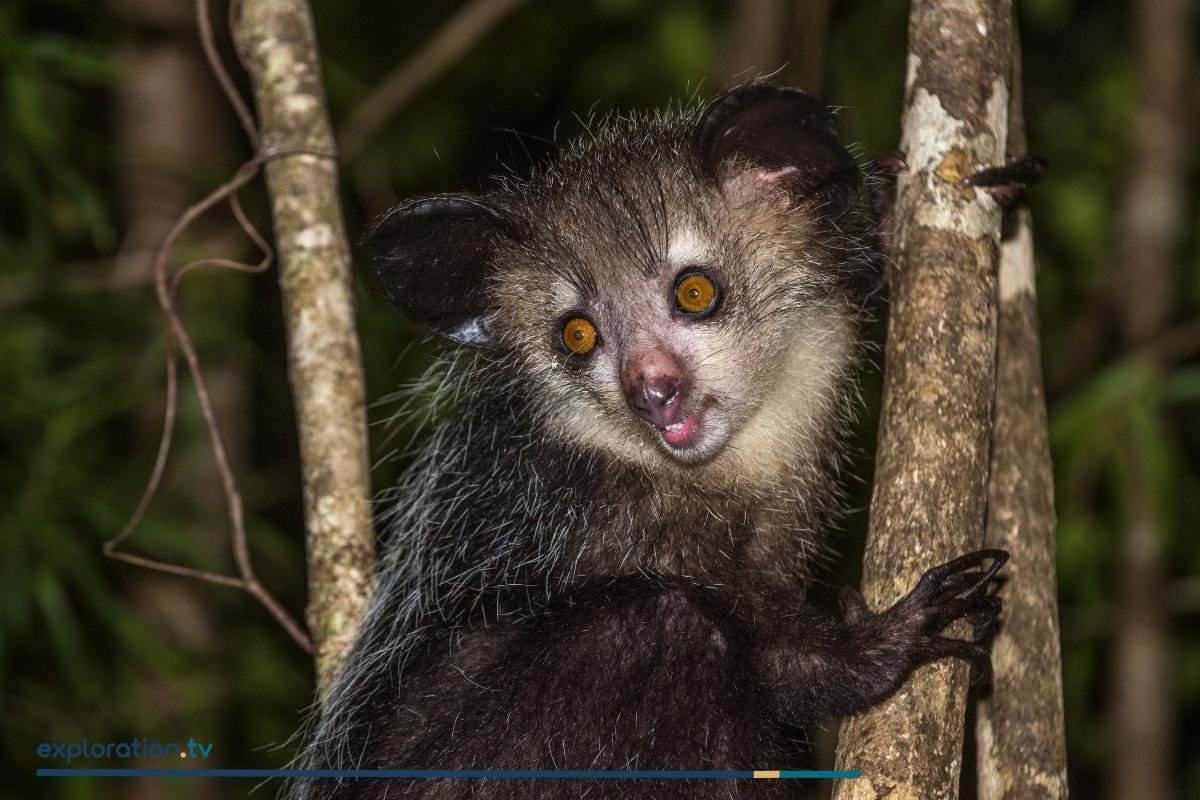 Aye-aye