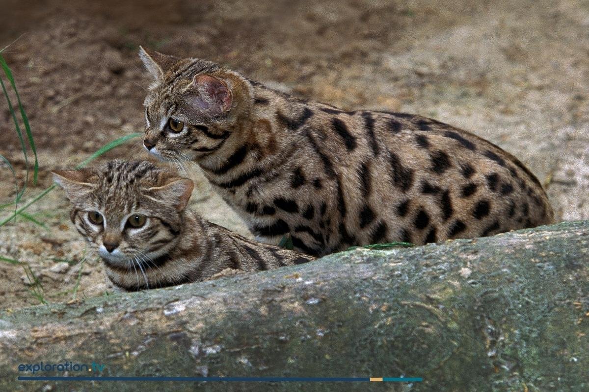 Black-footed Cat