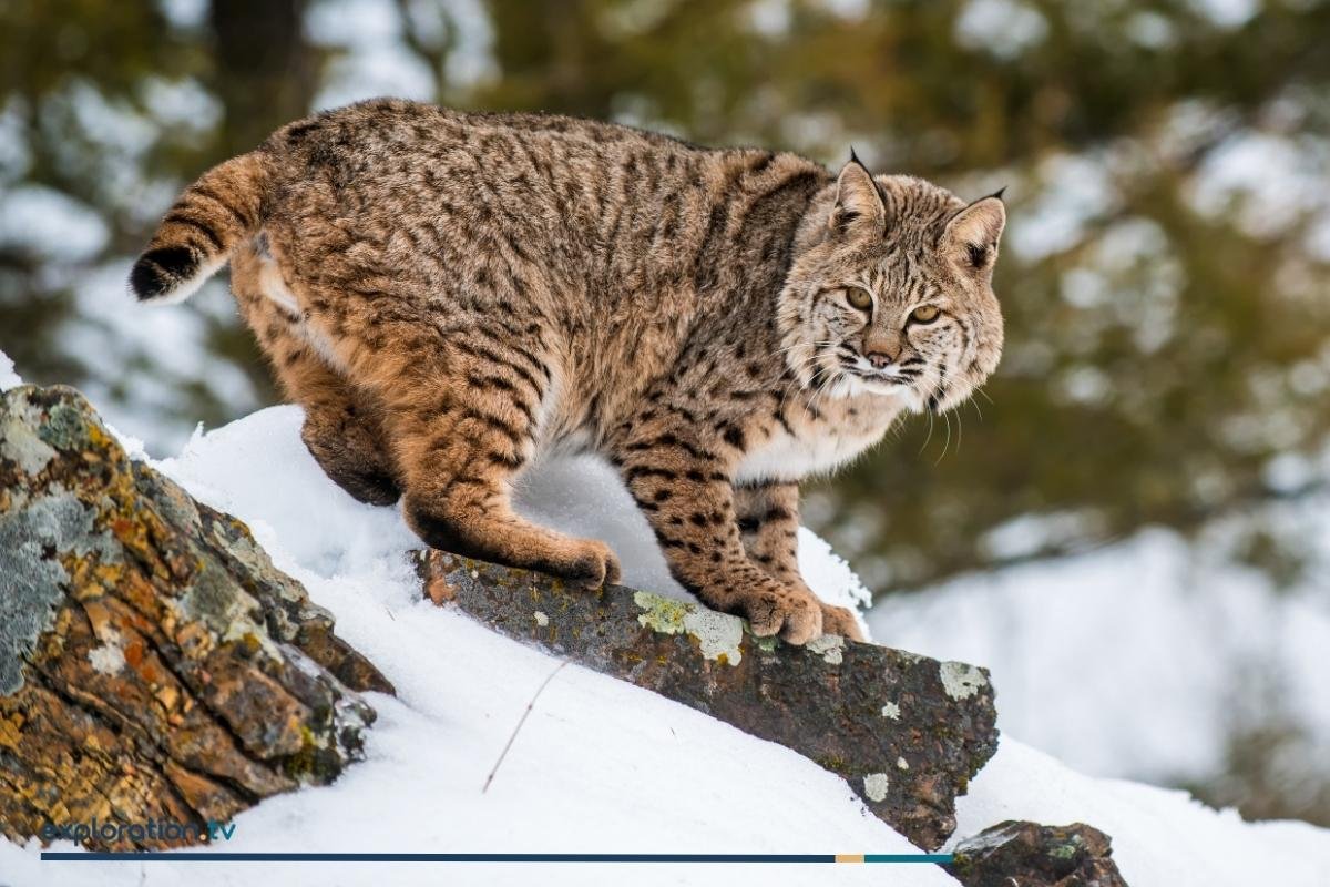 Bobcat