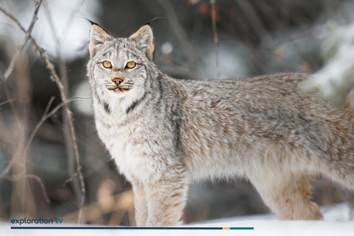 Canadian Lynx