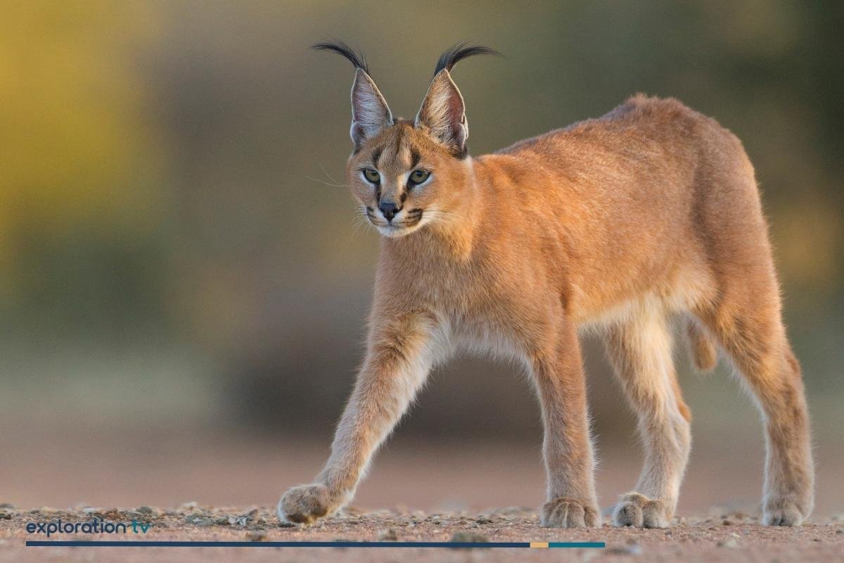 Caracal