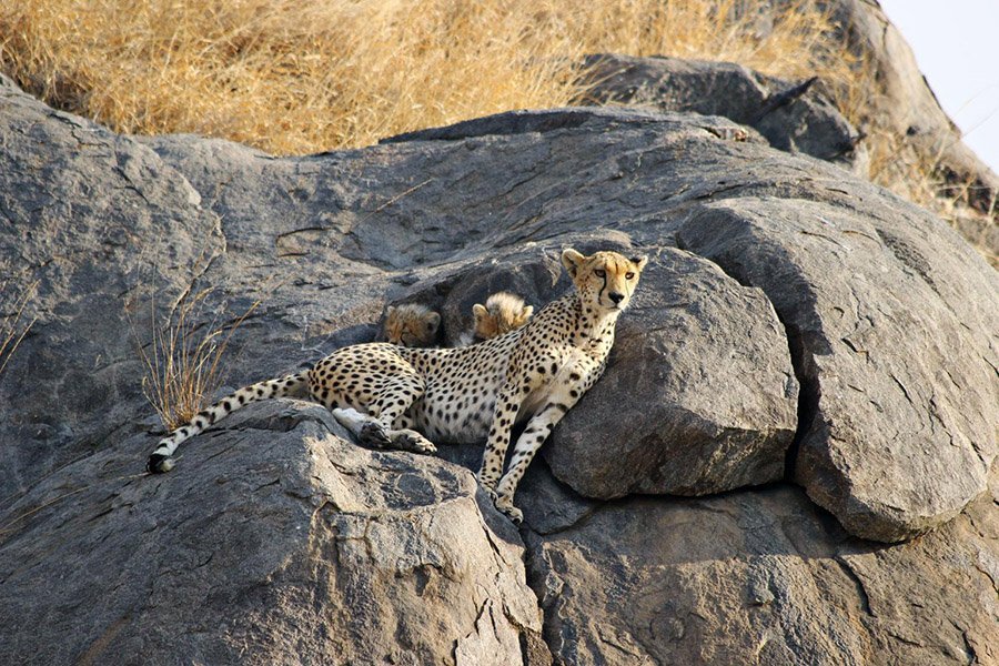 Cheetah with 2 cubs