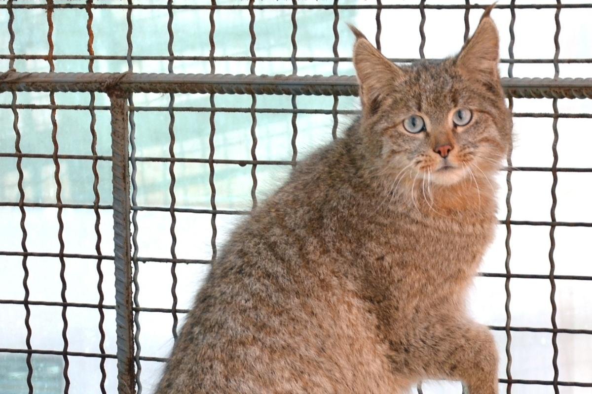 Chinese Mountain Cat