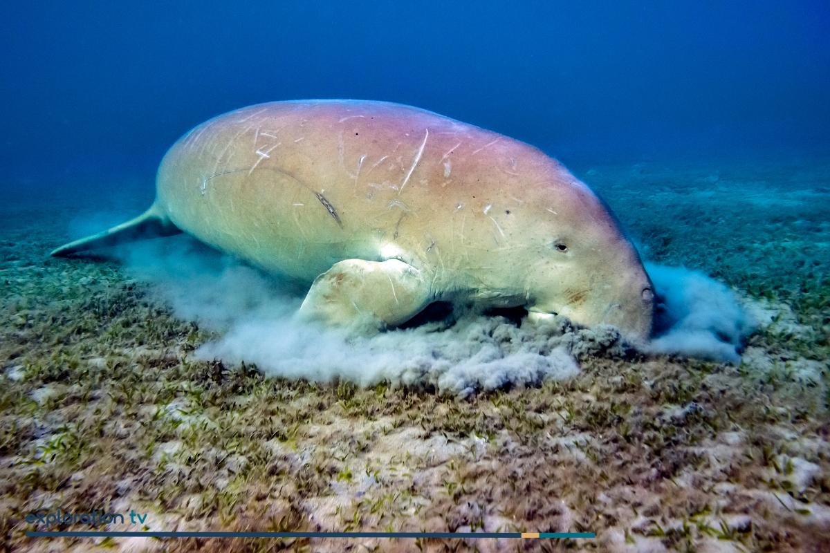 Dugong