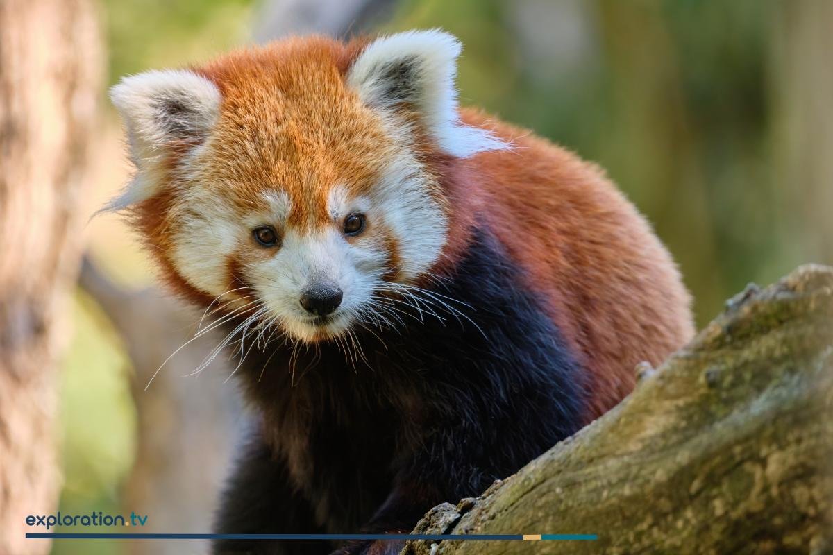 Eastern Red Panda