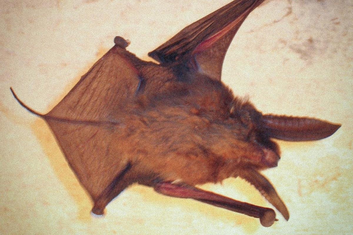 Eastern Sucker-footed Bat