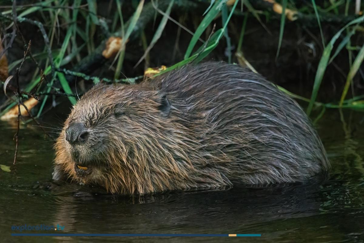 Eurasian Beaver