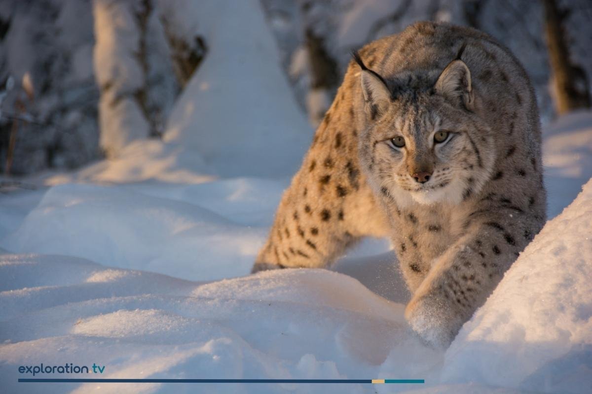 Eurasian Lynx