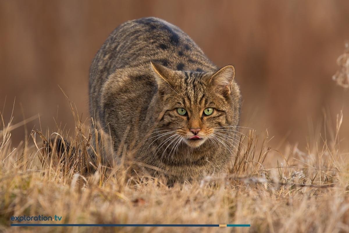 European Wildcat