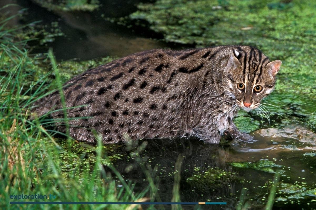 Fishing Cat