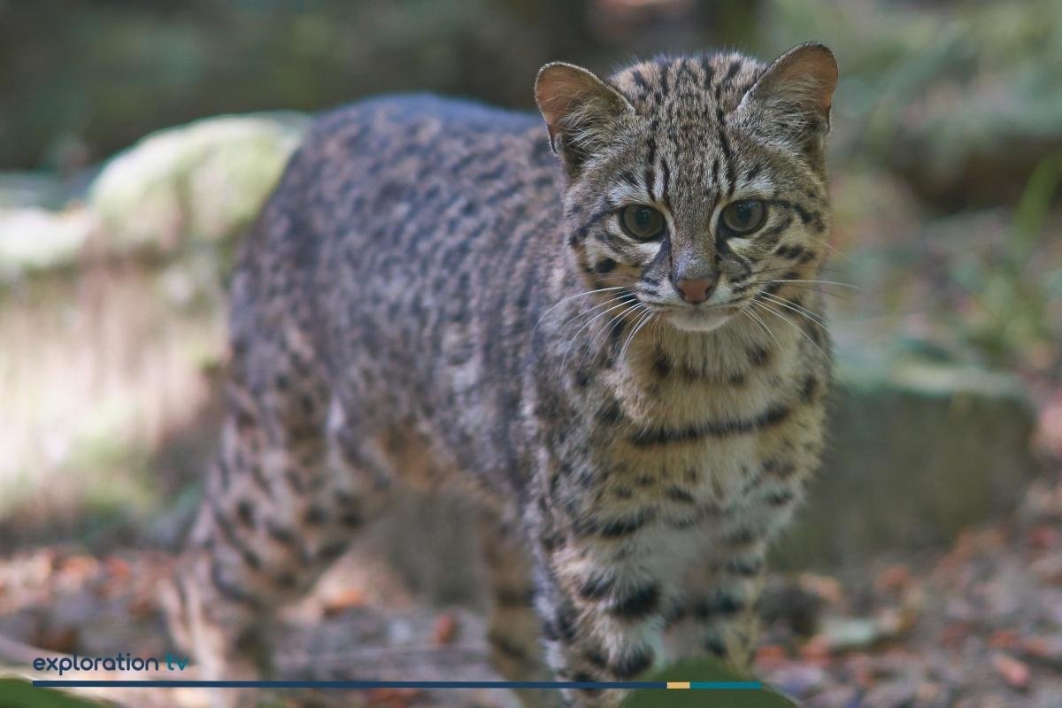 Geoffroy’s Cat