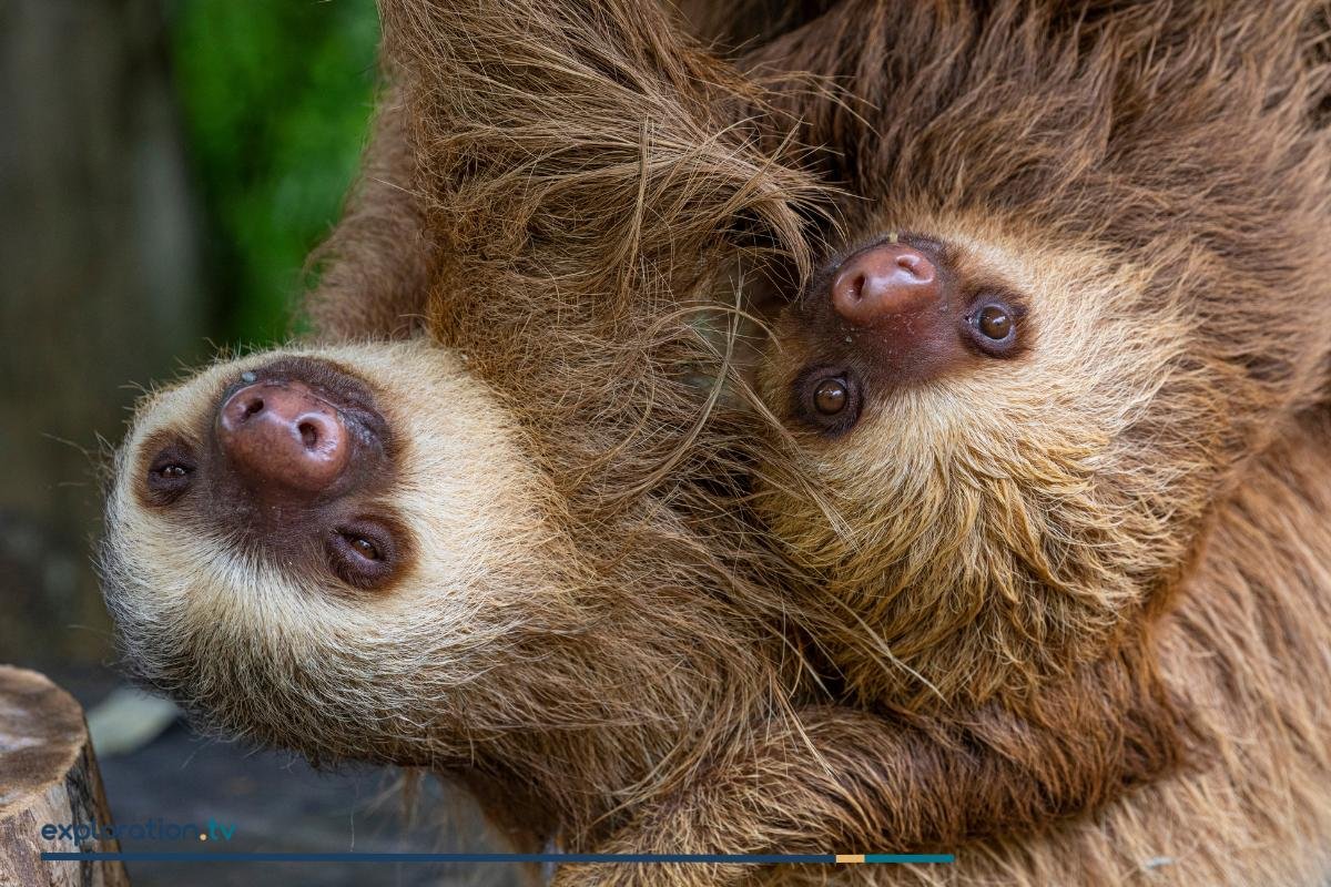 Hoffmann’s Two-toed Sloth