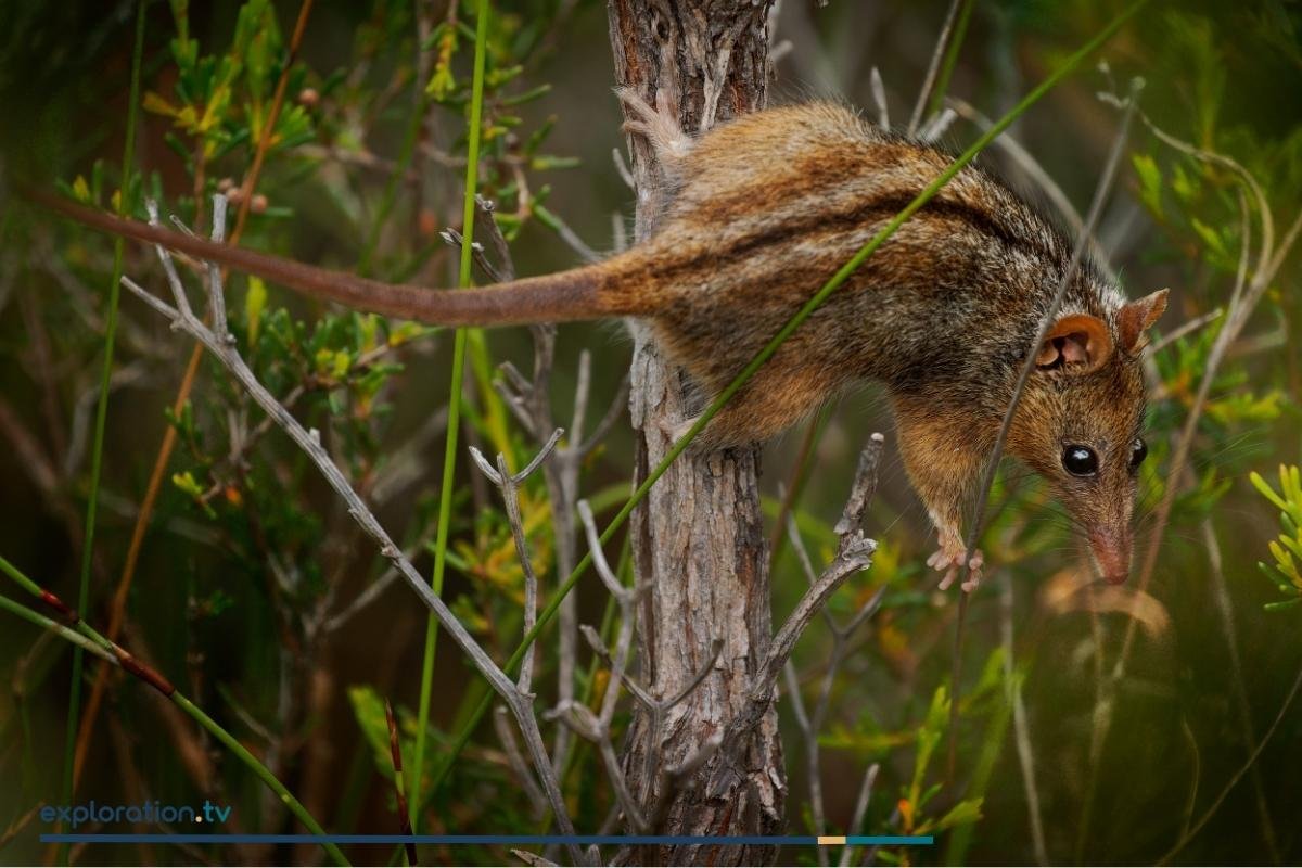 Honey Possum