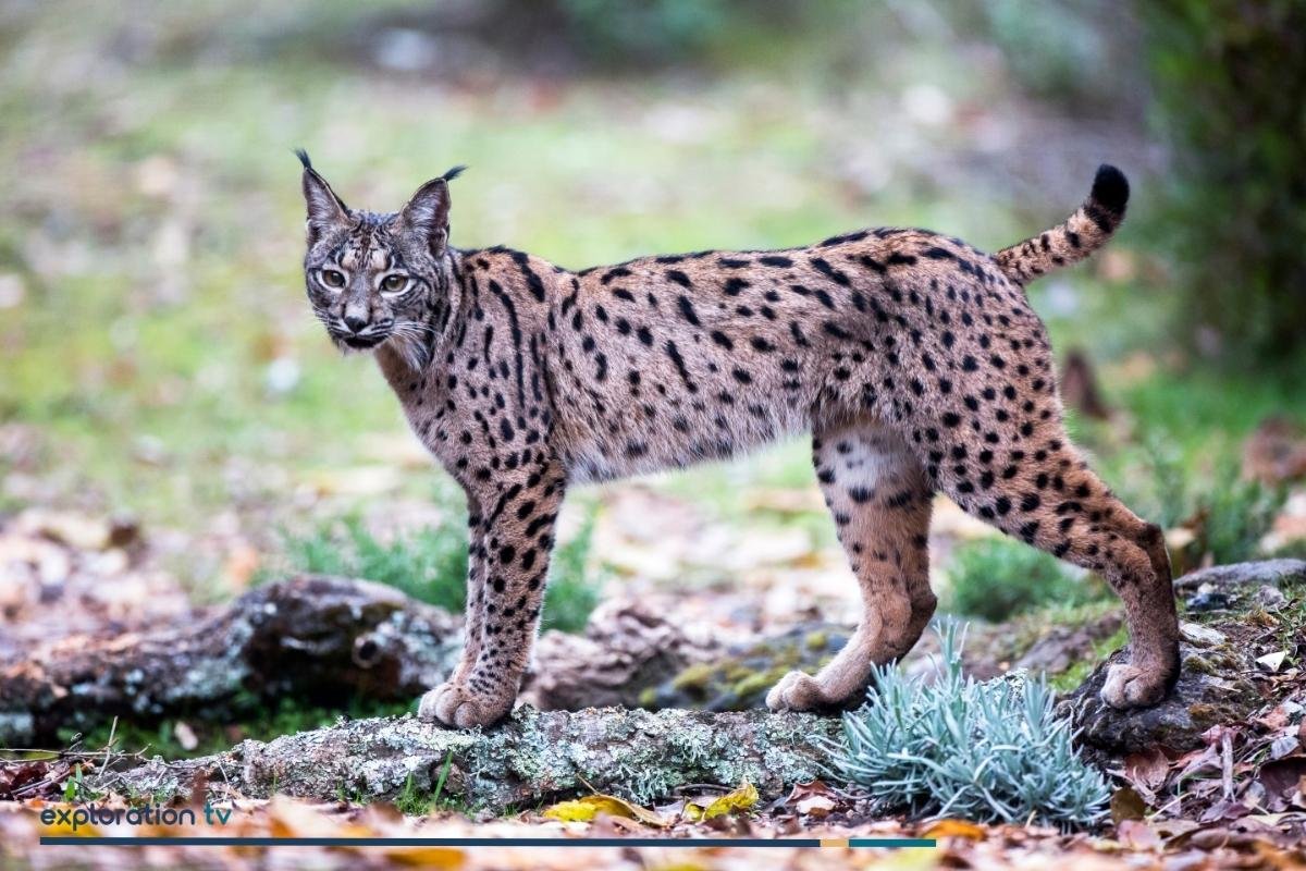 Iberian Lynx