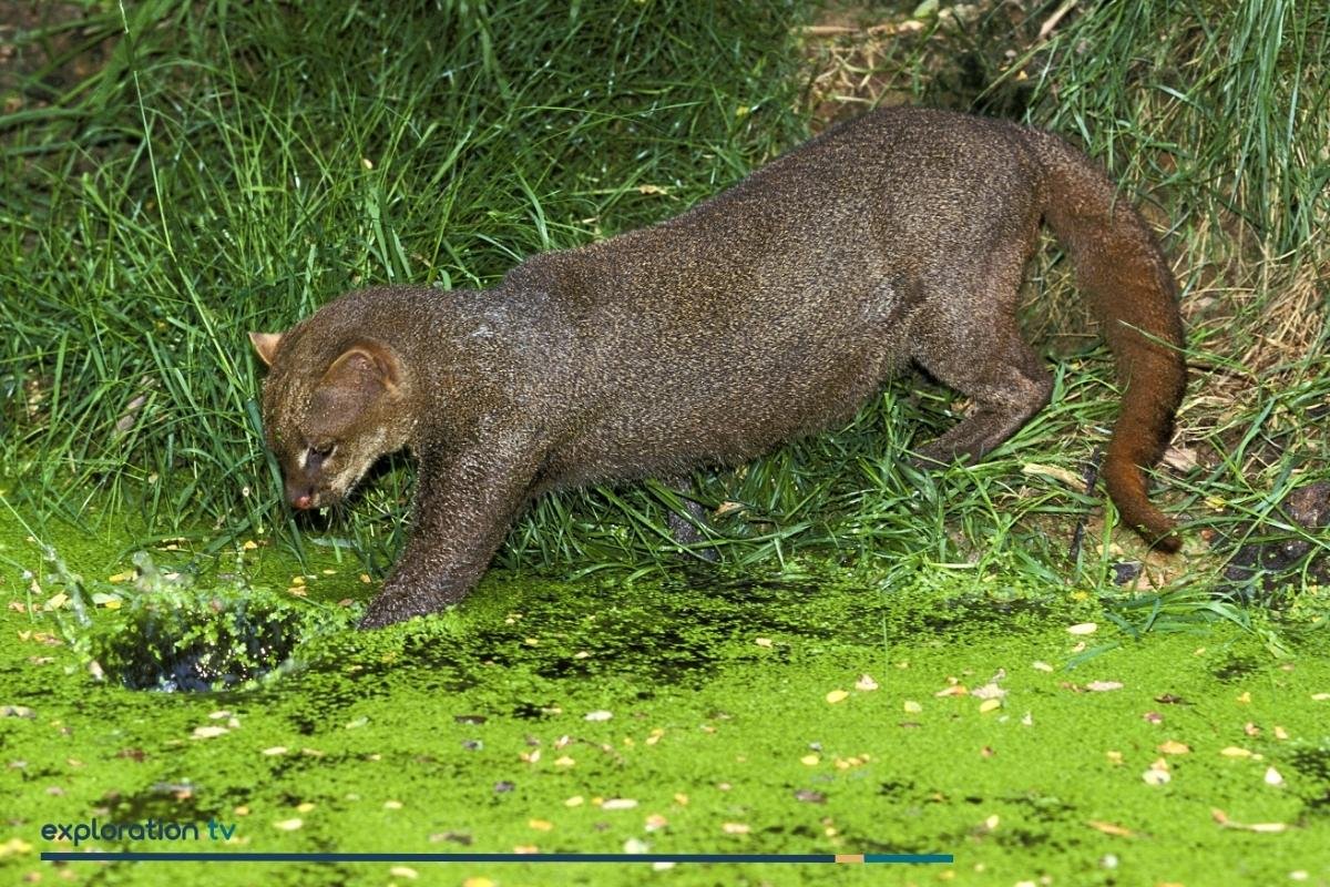 Jaguarundi