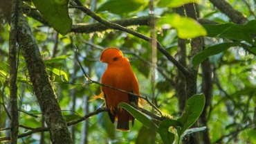 Kaieteur wildlife