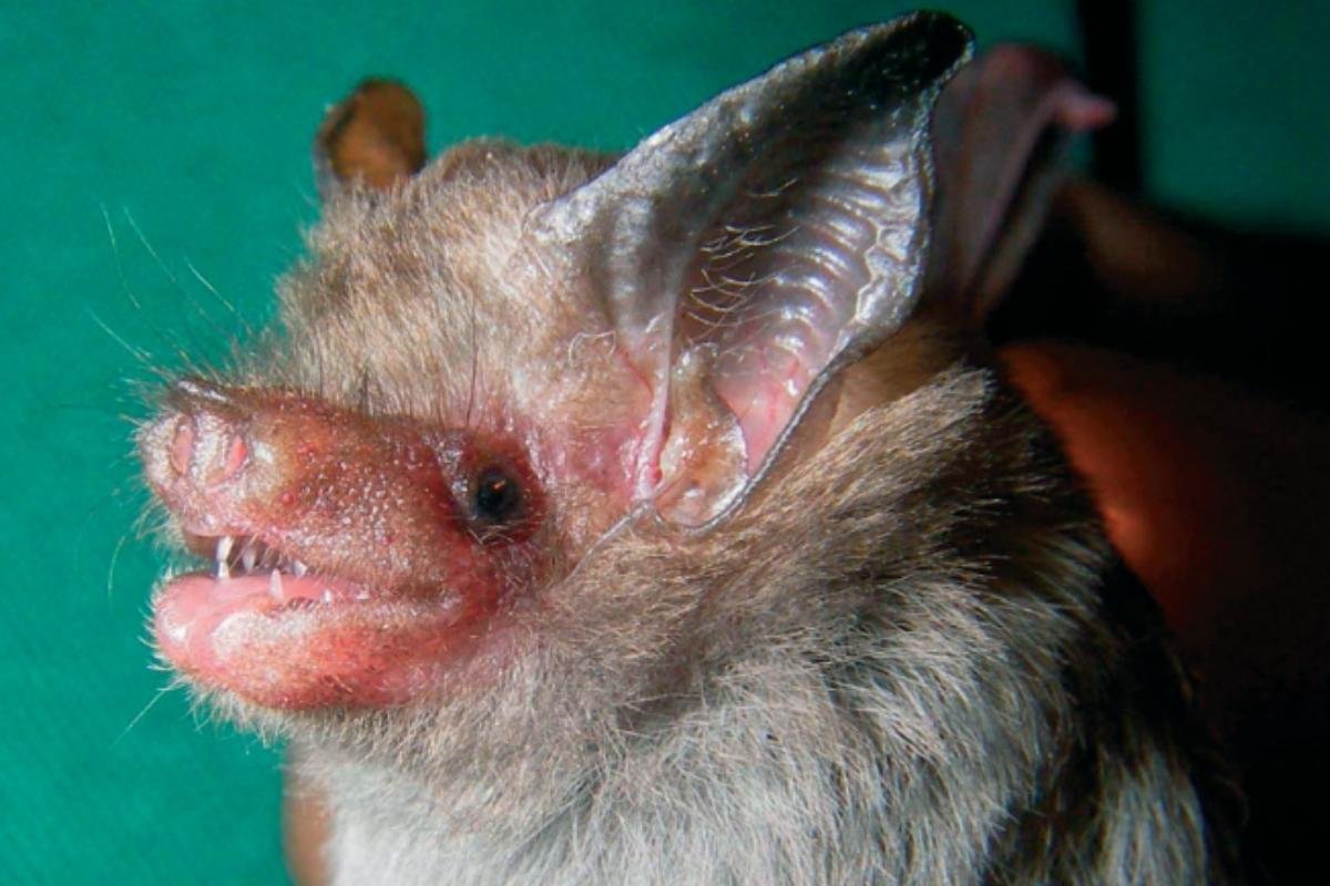 Kitti’s Hog-nosed Bat