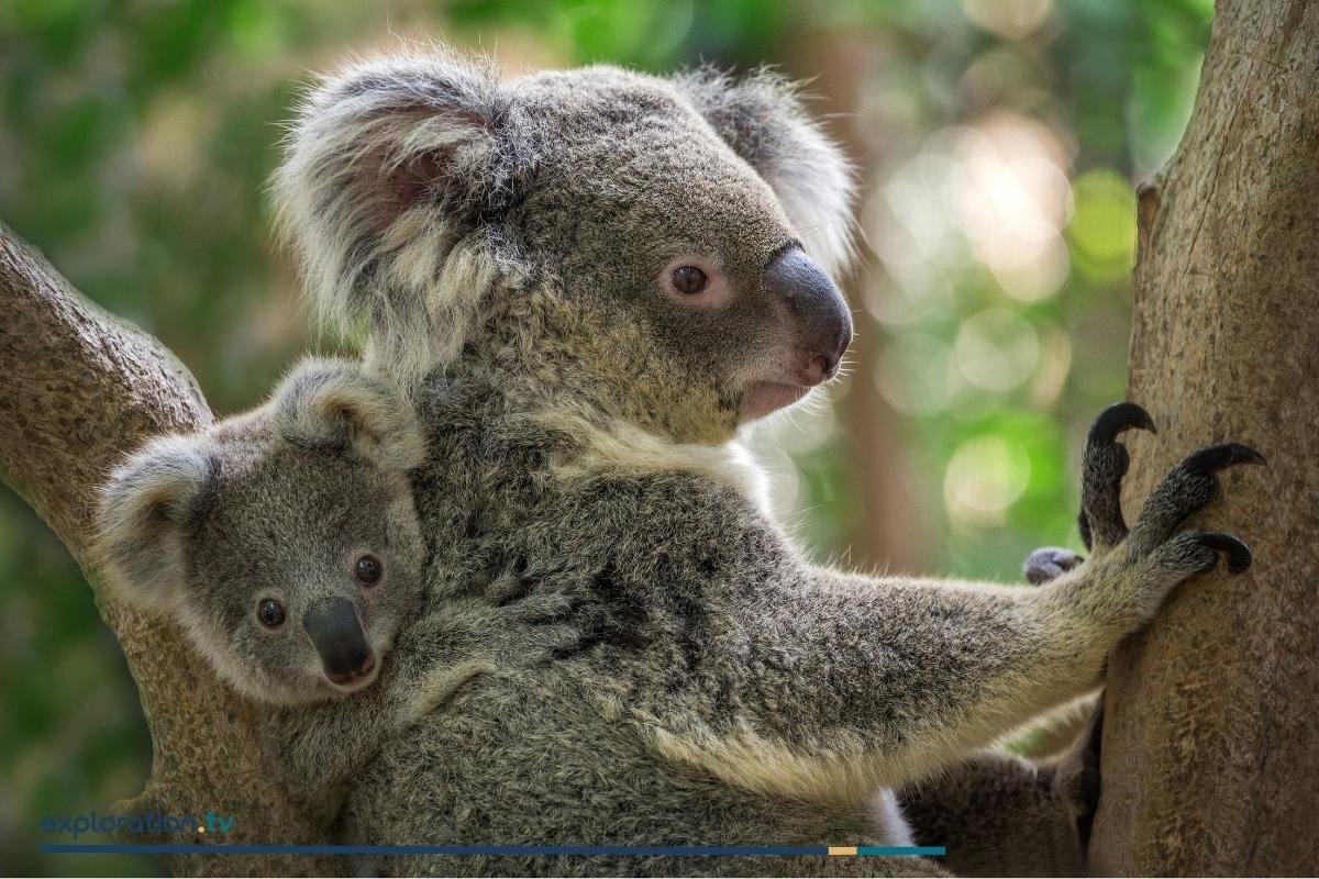 Koala