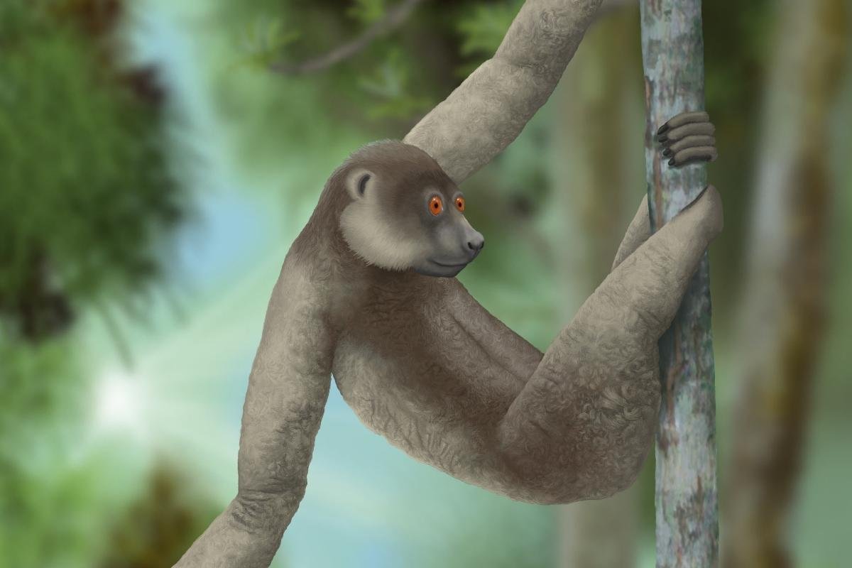 Large Sloth Lemur