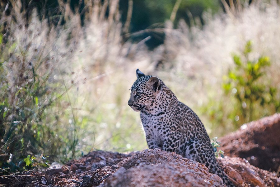 Leopard cub