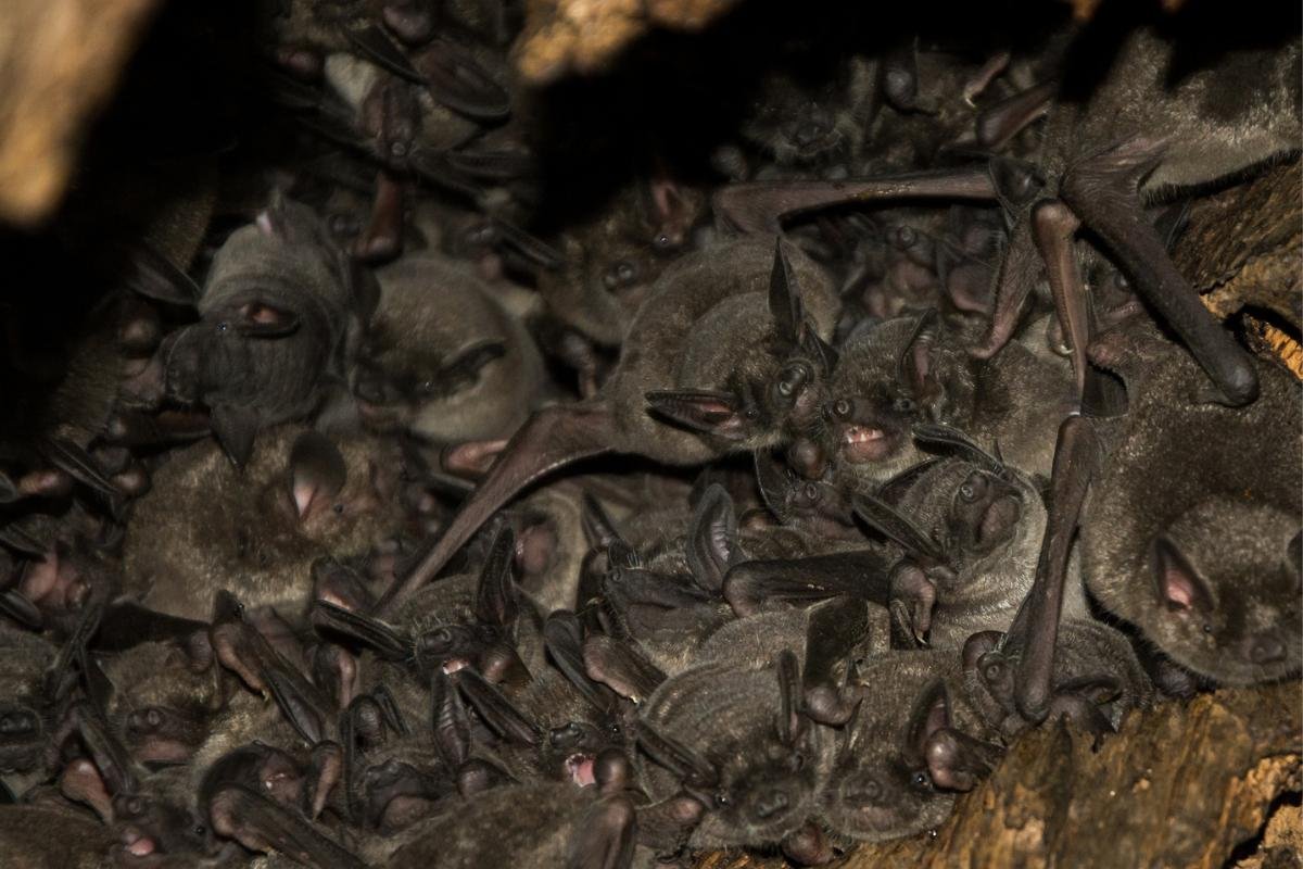 Lesser New Zealand Short-tailed Bat