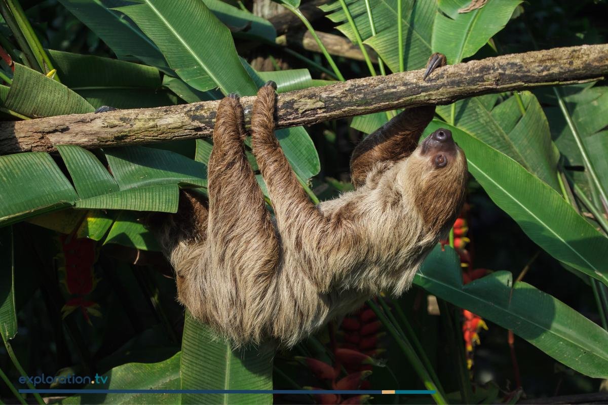 Linnaeus’s Two-toed Sloth