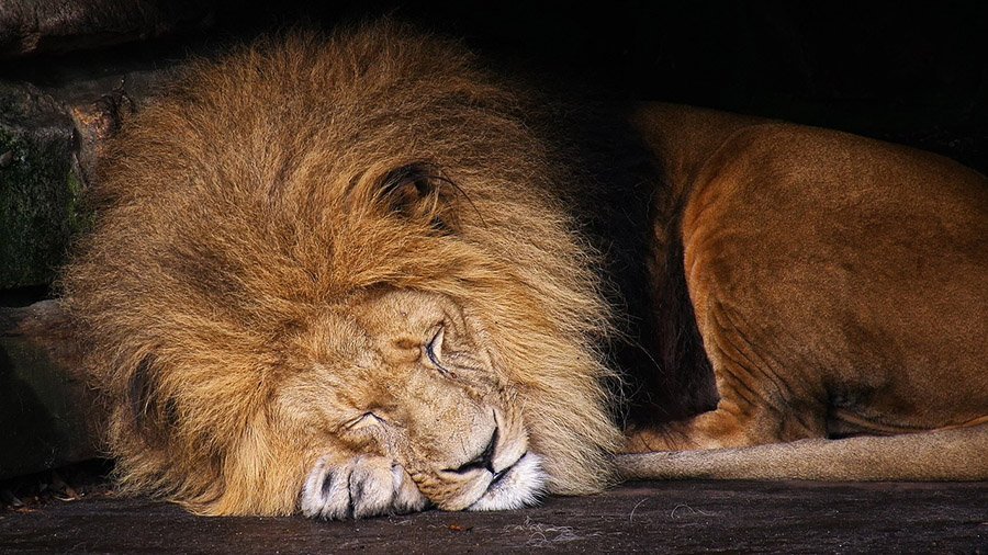Lion mane
